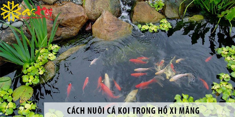Cách Nuôi Cá Koi Trong Bể Xi Măng Gallery 2