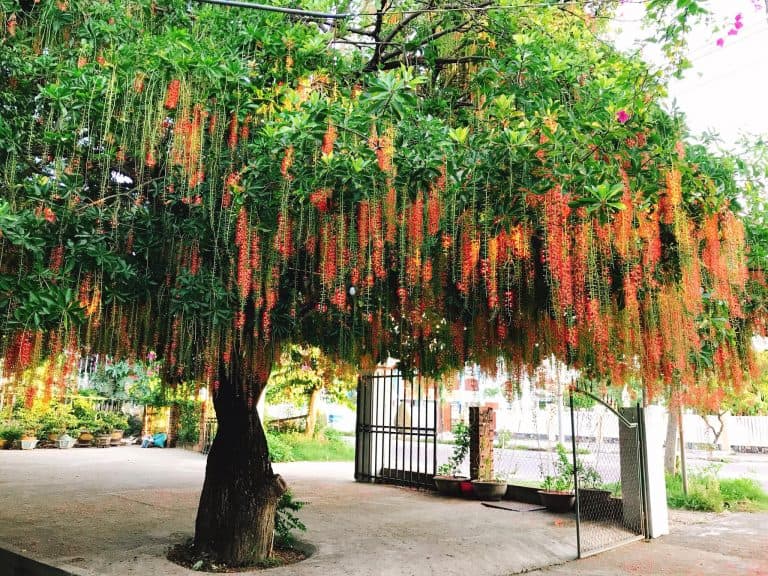 Cây Bóng Mát Trước Nhà: Lựa Chọn Hoàn Hảo Cho Ngôi Nhà Xanh Mát Gallery 2