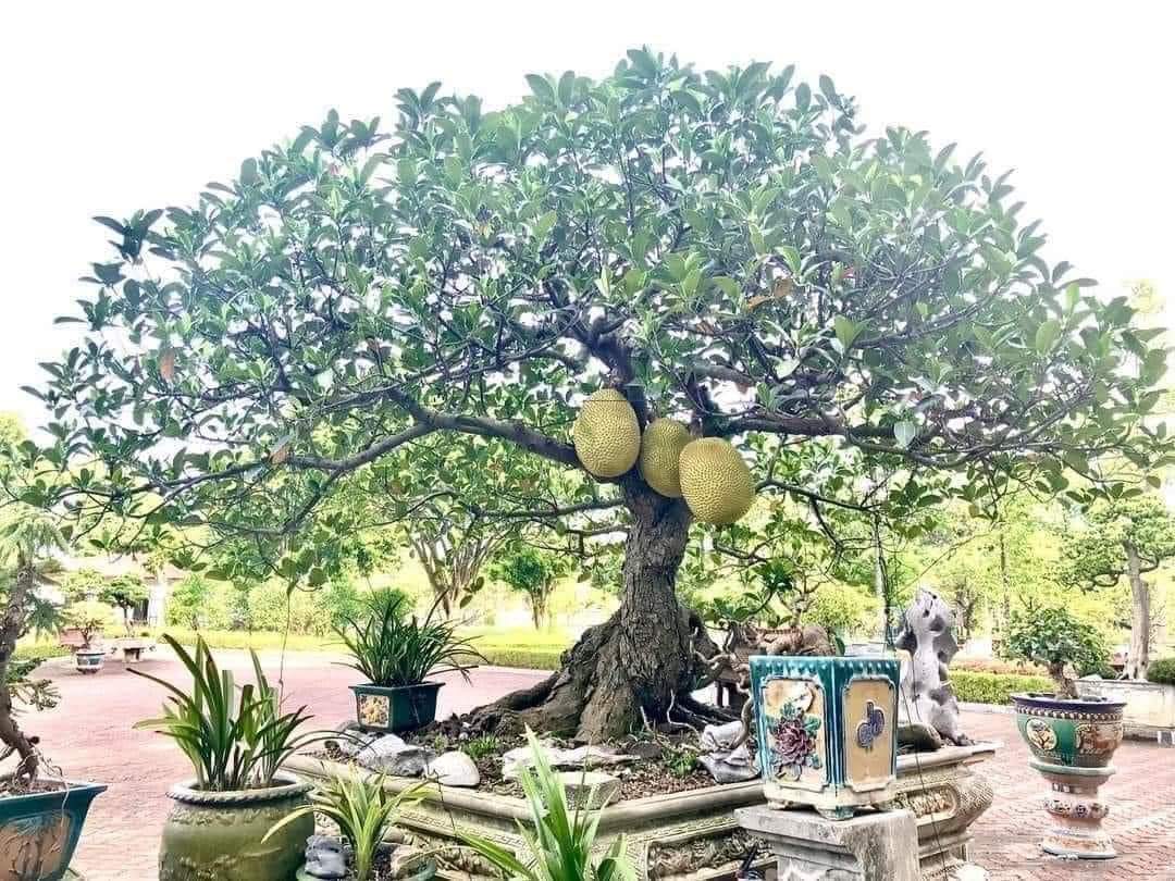Cây Bóng Mát Trồng Chậu: Giải Pháp Hoàn Hảo Cho Không Gian Xanh Gallery 2