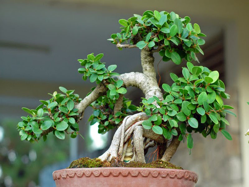 Cây Cảnh Bonsai Gallery 2