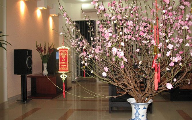 Cách Kích Đào Nở Nhanh Gallery 2