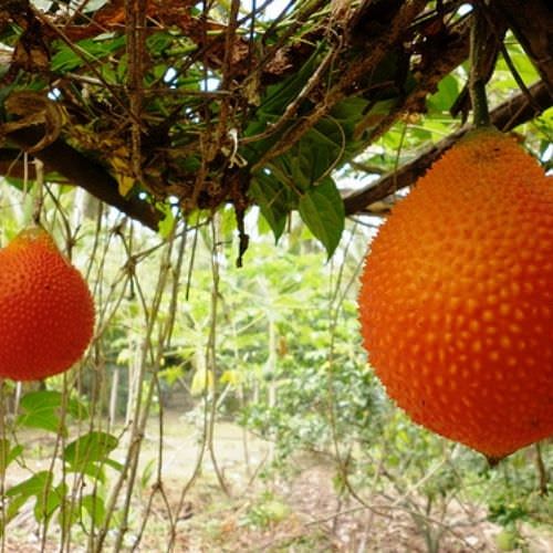 Cách Làm Cho Gấc Ra Quả Nhiều và Đẹp Gallery 2