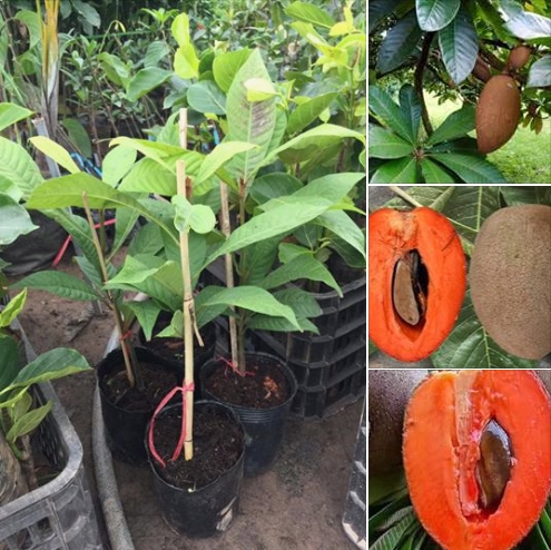 Cây Giống Hồng Xiêm Ruột Đỏ Gallery 2