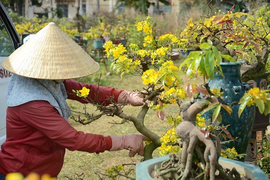Chăm sóc cây mai vàng: Hướng dẫn chi tiết từ A đến Z