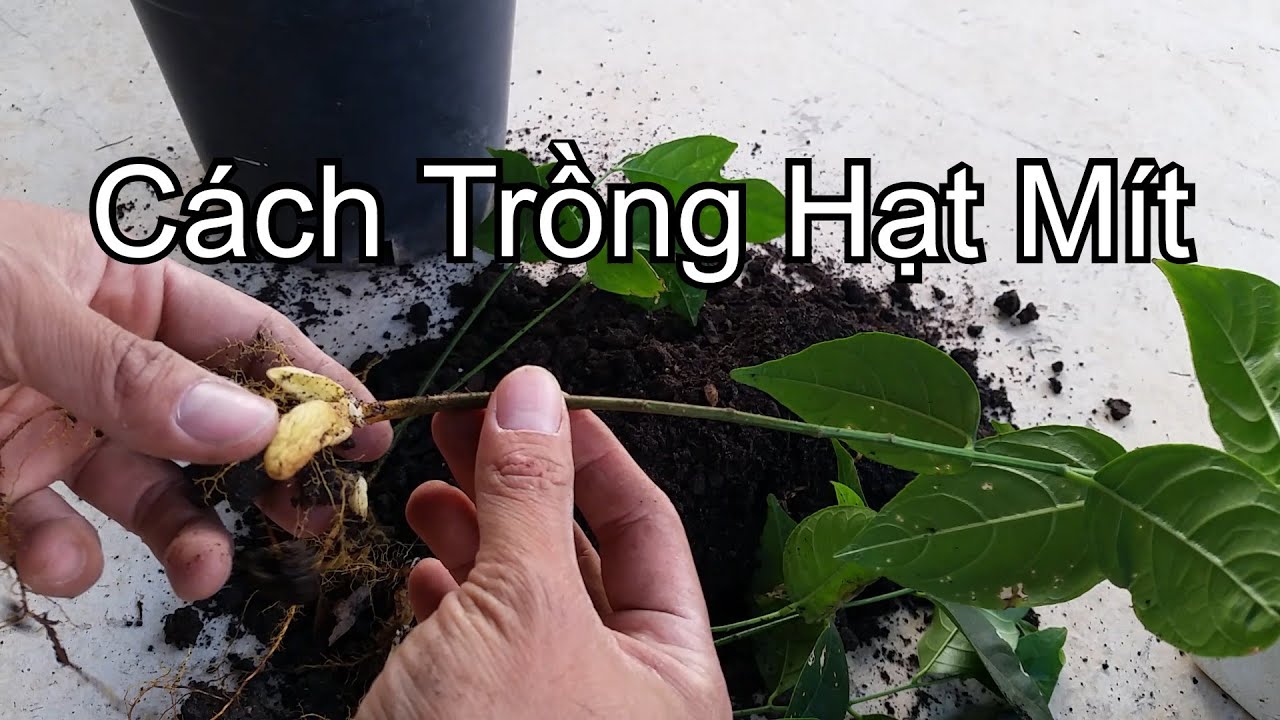 Trồng Mít Bằng Hạt: Hướng Dẫn Chi Tiết Từ A Đến Z Gallery 2