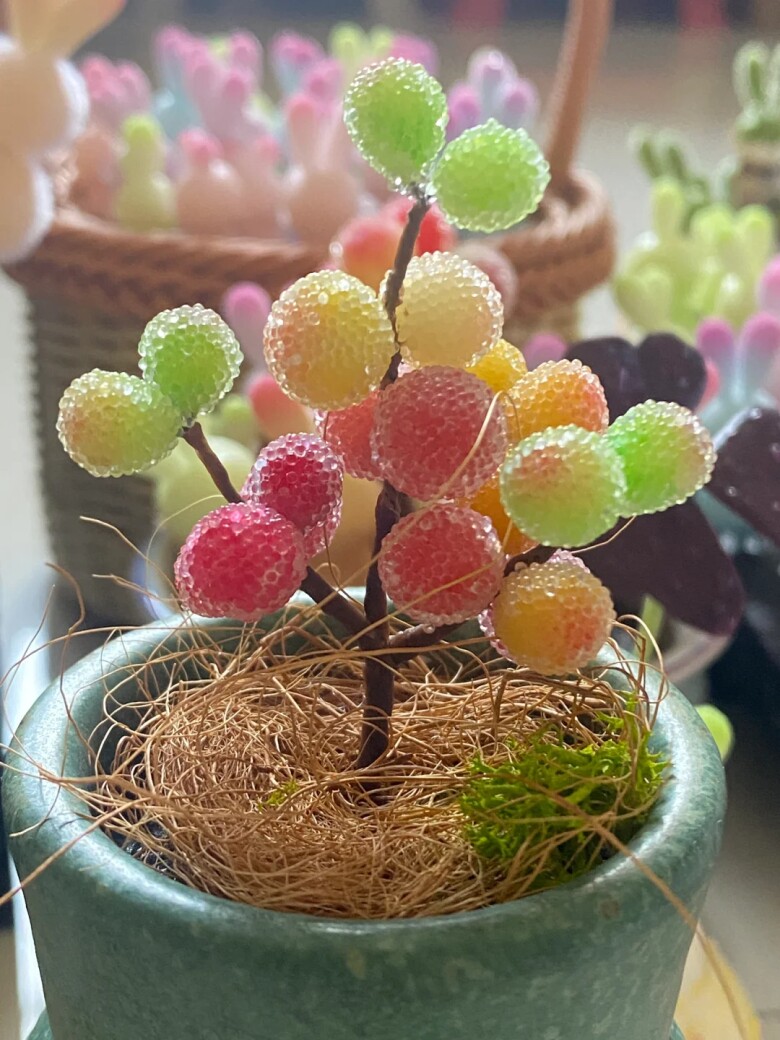 Cây Mọng Nước: Hướng dẫn chăm sóc và các loại phổ biến Gallery 2