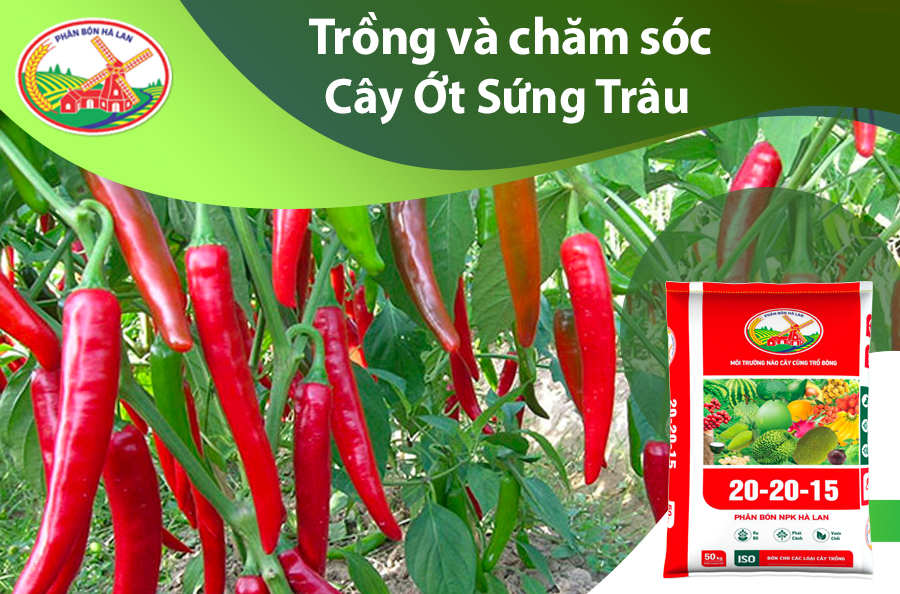 Cách Trồng Ớt Sừng Gallery 2