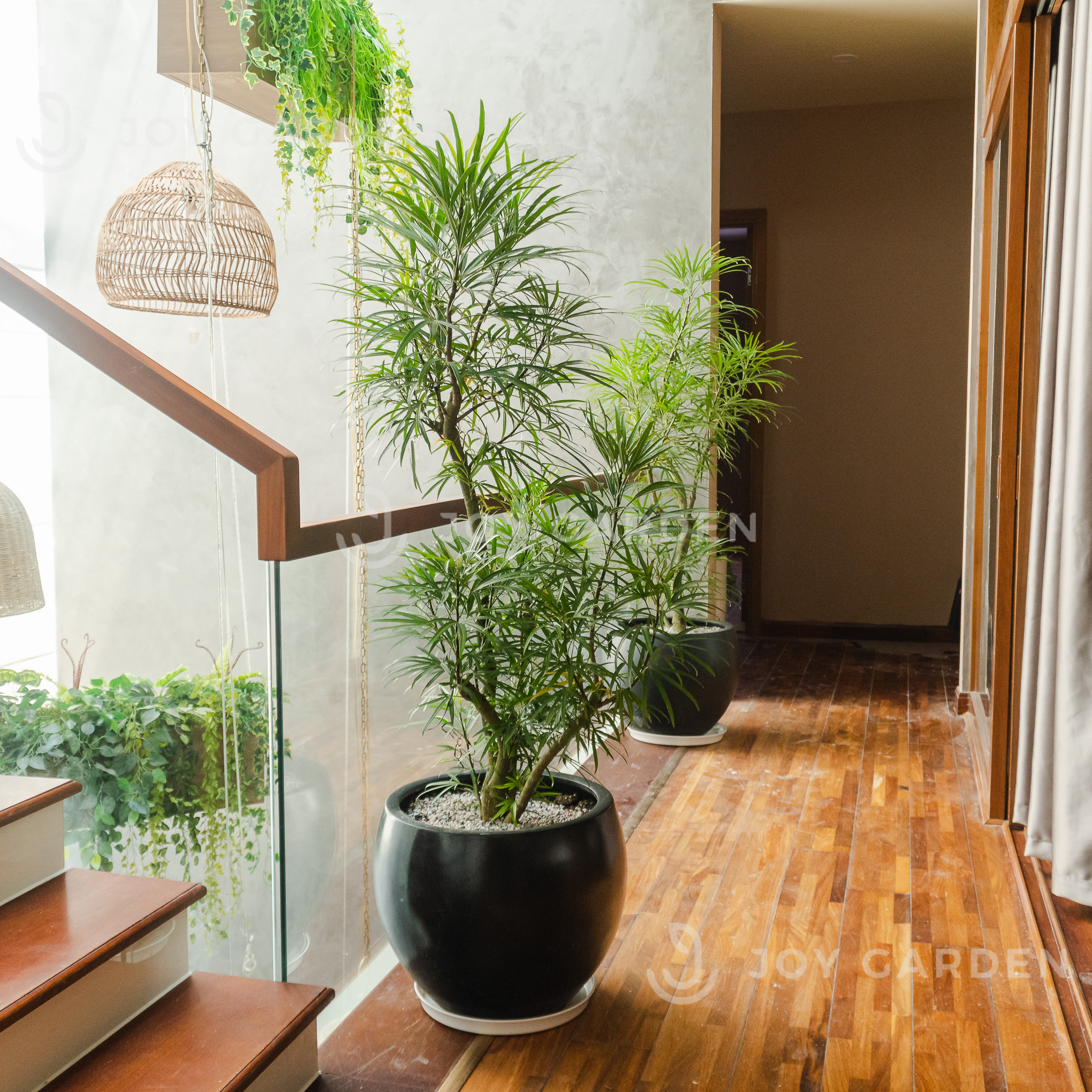 Cây Tán Rộng Trồng Trong Nhà: Làm Sao Chọn Và Chăm Sóc? Gallery 2