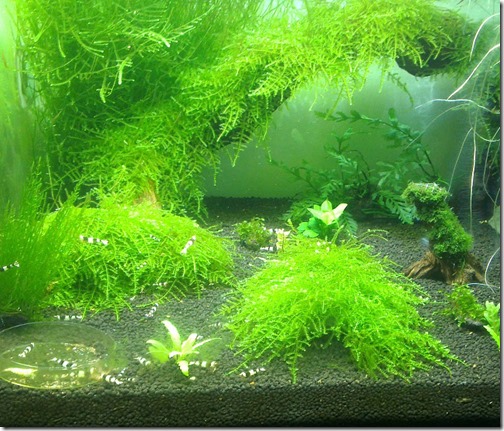 Cây Thủy Sinh Trải Nền Không Cần CO2 Gallery 2