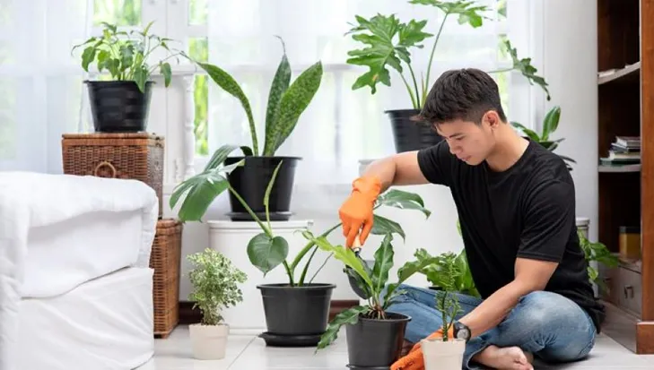 Cây Trồng Trong Mát: Bí quyết chọn và chăm sóc cây xanh trong nhà Gallery 2