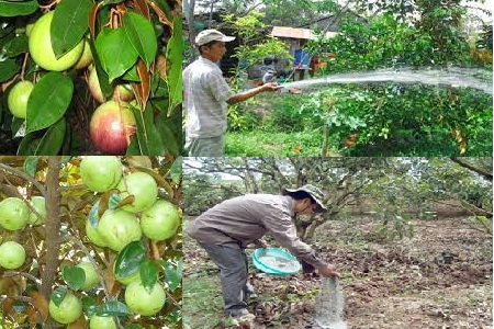 Cách Chăm Sóc Cây Vú Sữa Đơn Giản, Hiệu Quả Gallery 2