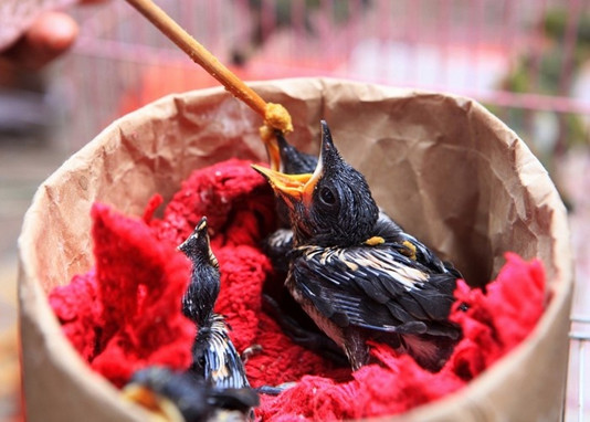 Cách Nuôi Chim Non Mới Nở Gallery 2