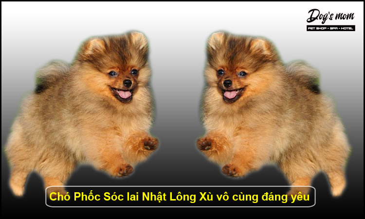 Giống Chó Chân Ngắn Lông Xù Gallery 2