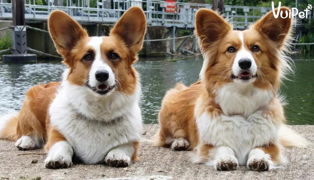 Chó Corgi Lông Dài: Thông Tin Chi Tiết và Hướng Dẫn Chăm Sóc Gallery 2