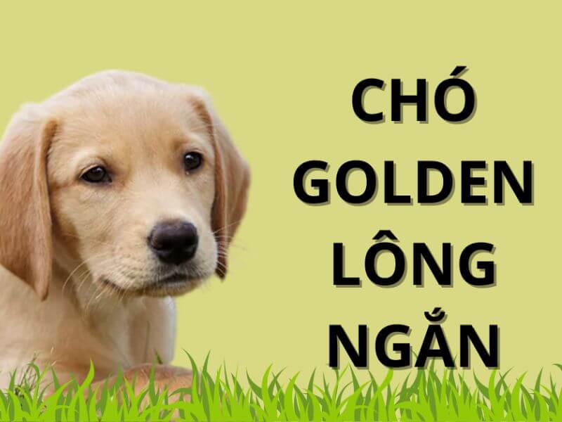 Chó Golden Lông Ngắn Gallery 2