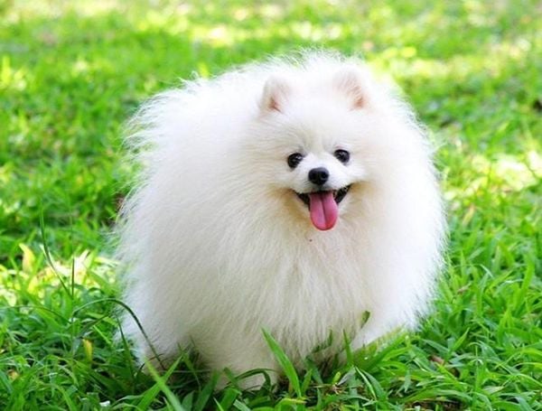 Hình Chó Lông Xù: Những Giống Chó Đáng Yêu Và Hài Hước Gallery 2