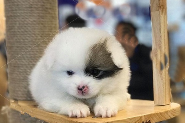 Giống Chó Lông Xù Nhỏ: Khám Phá Những Chú Chó Cưng Tuyệt Vời Gallery 2