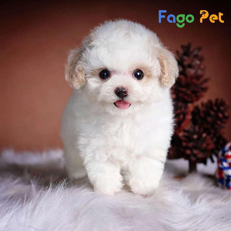 Chó Màu Trắng: Giống chó nào có bộ lông trắng tinh khôi? Gallery 2