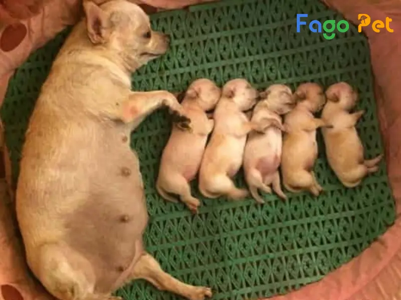 Chăm sóc chó mẹ và chó con mới đẻ Gallery 2