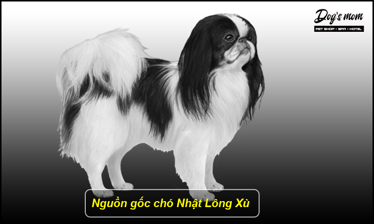 Chó Nhật Lông Dài: Giống chó nào? Đặc điểm, chăm sóc và giá cả Gallery 2