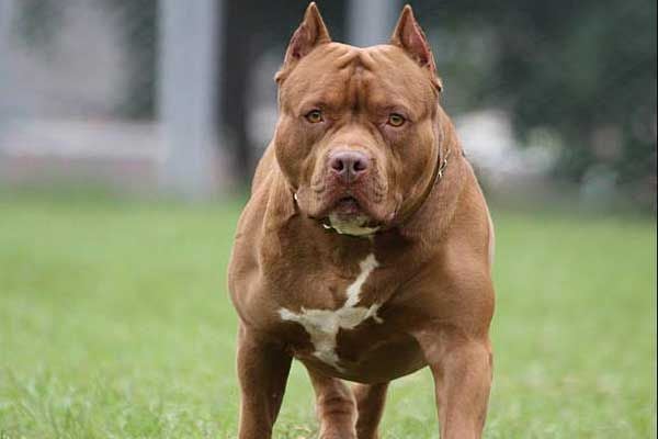 Chó Pitbull Mặt Xệ: Đặc Điểm, Tính Cách và Cách Chăm Sóc Gallery 2