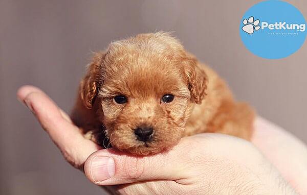 Chó Poodle 1 Tháng Tuổi: Chăm Sóc, Dinh Dưỡng Và Phát Triển Gallery 1