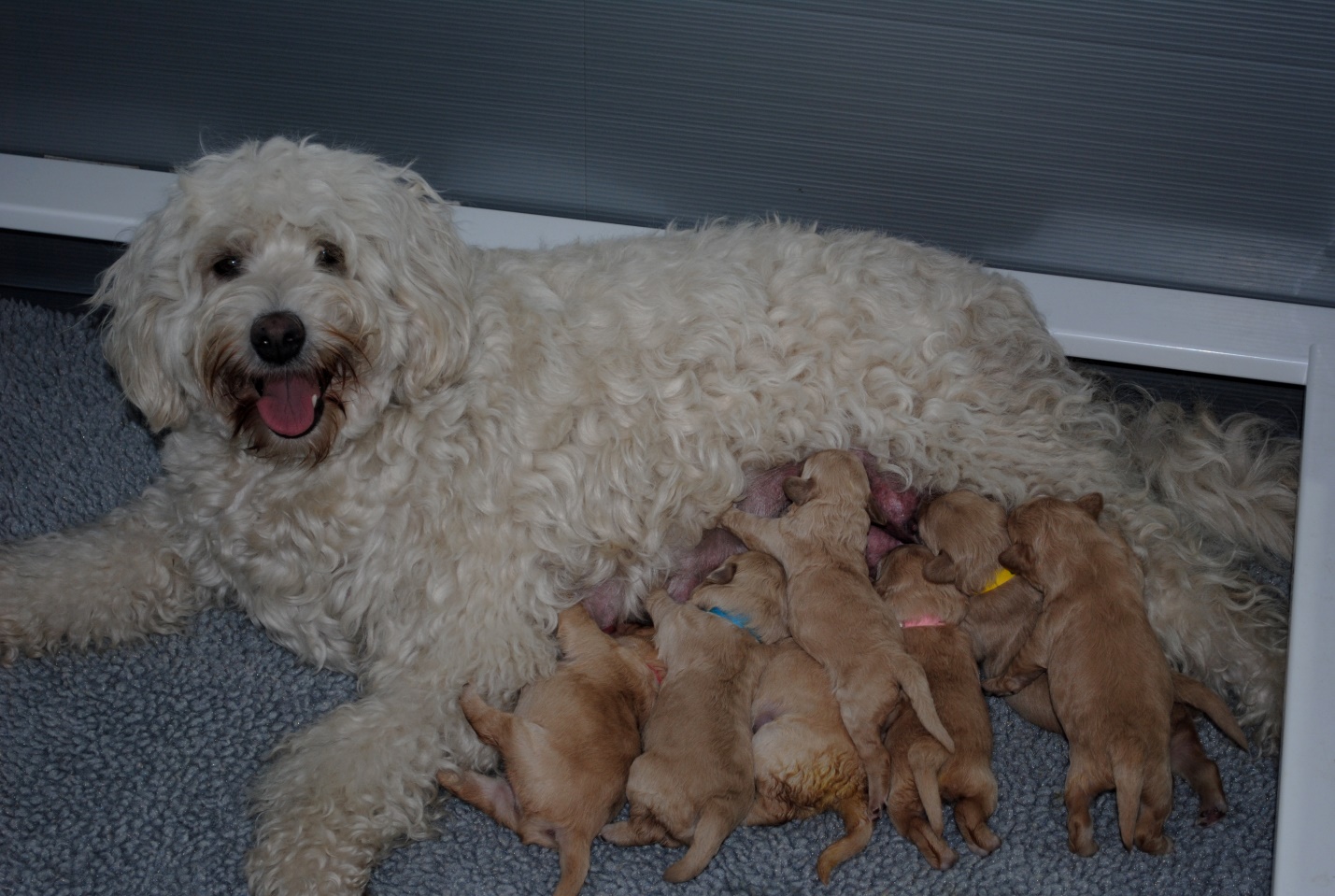 Chó Poodle Con Mới Đẻ: Hướng Dẫn Chăm Sóc Toàn Diện Gallery 2