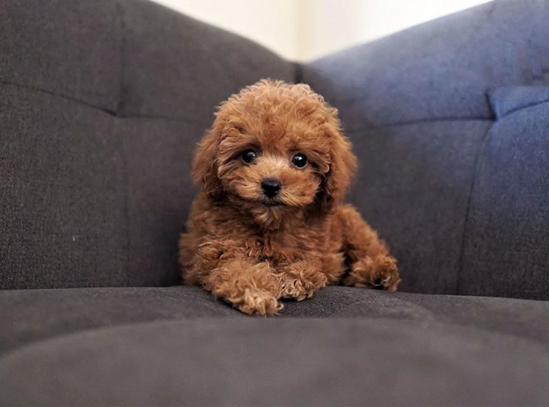 Chó Poodle Lông Thẳng Gallery 2