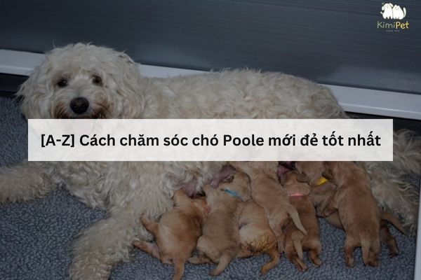 Chó Poodle Mới Sinh: Hướng Dẫn Chăm Sóc Toàn Diện Gallery 2