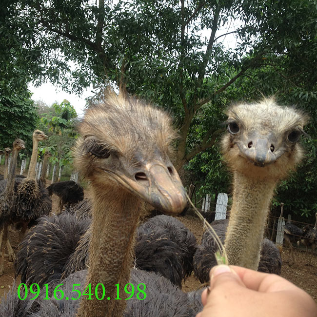 Con Giống Đà Điểu: Nguồn Cung Cấp và Chăm Sóc Gallery 2