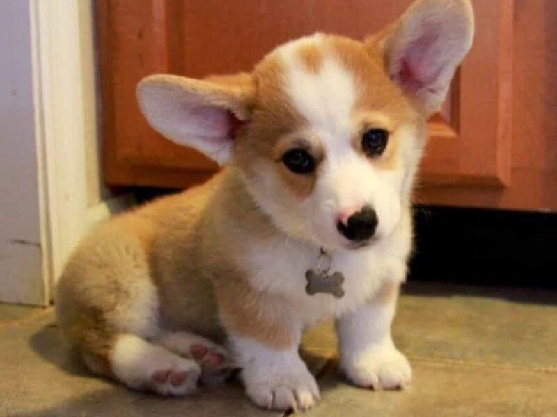 Corgi Lai Chó Ta: Sự Kết Hợp Hoàn Hảo? Gallery 2