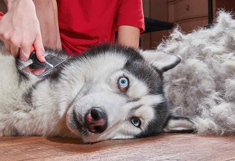 Bạn Trai Husky Của Tôi Gallery 1