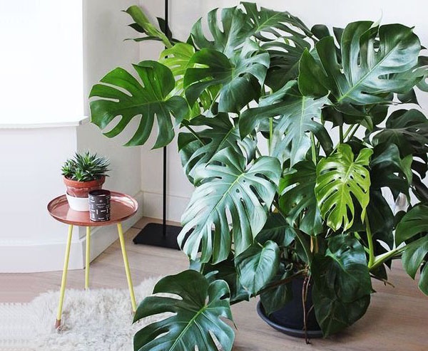 Kiểng Lá Trong Nhà: Làm Sao Để Chọn Và Chăm Sóc? Gallery 2