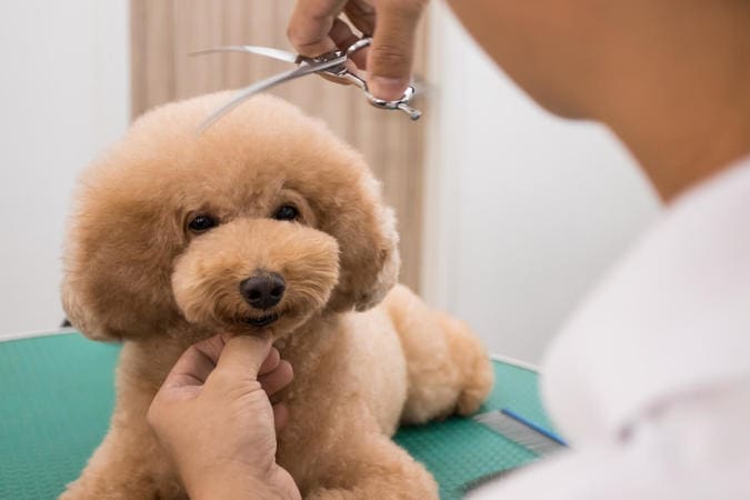 Mẫu Lông Chó Poodle Gallery 2