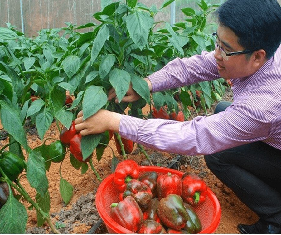 Trồng Ớt Chuông Trong Chậu: Hướng Dẫn Chi Tiết Từ A Đến Z Gallery 2
