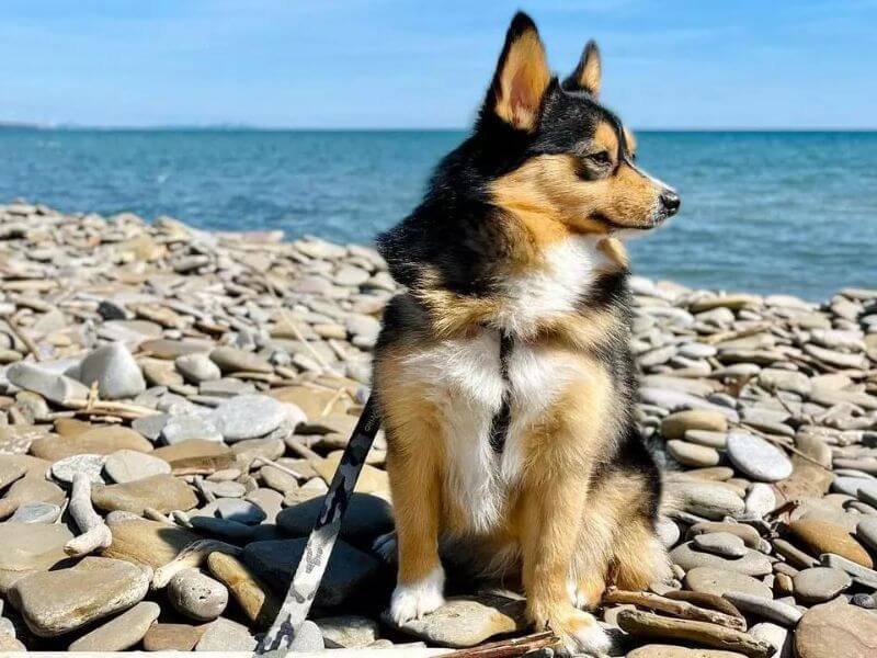 Phốc Sóc Lai Corgi: Vẻ Đẹp Tuyệt Vời Từ Sự Kết Hợp Hoàn Hảo Gallery 2