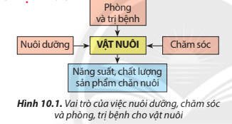 Chăm sóc phòng trị bệnh cho vật nuôi có ảnh hưởng như thế nào đến vật nuôi?