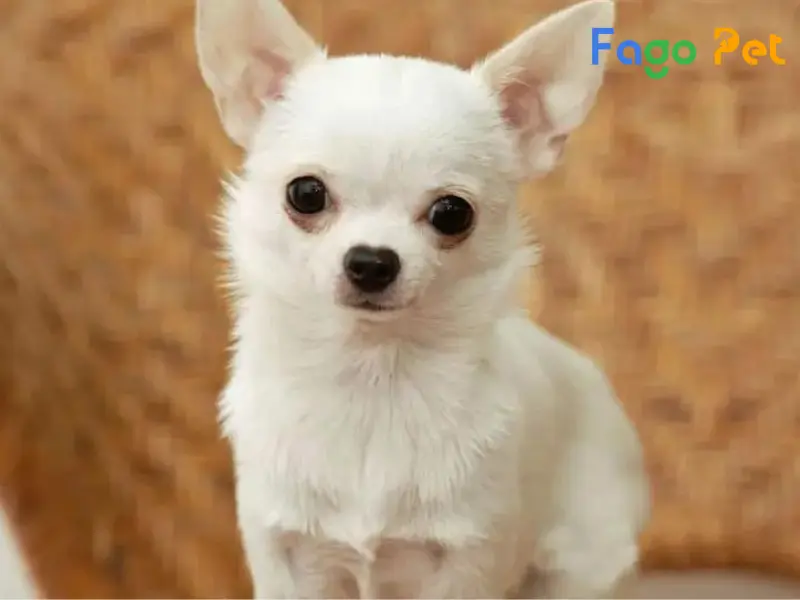 Cách Nuôi Chó Chihuahua: Hướng Dẫn Chi Tiết Từ A-Z Gallery 2