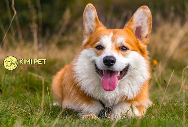 Cách Nuôi Chó Corgi: Hướng Dẫn Chi Tiết Từ A Đến Z Gallery 2