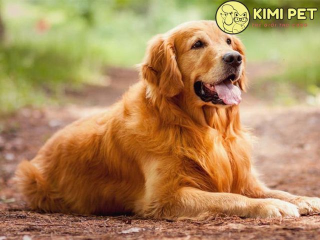 Cách Nuôi Chó Golden Retriever: Hướng Dẫn Chi Tiết Từ A-Z Gallery 2