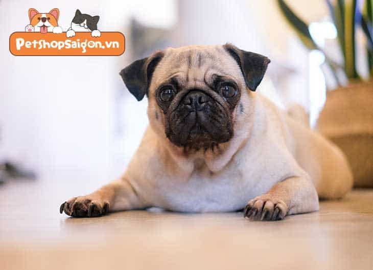 Cách Nuôi Chó Mặt Xệ Gallery 2