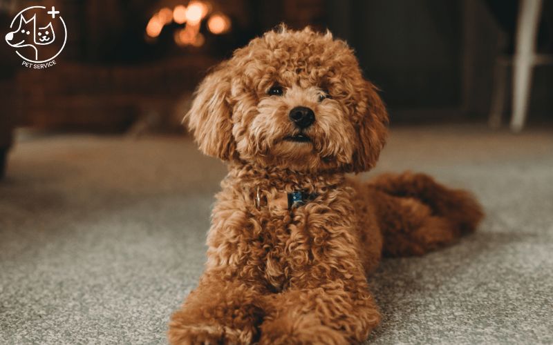 Kinh nghiệm nuôi Poodle: Hướng dẫn chăm sóc toàn diện cho chú chó đáng yêu Gallery 2