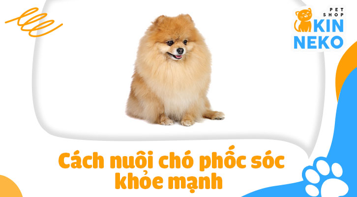 Cách Nuôi Phốc Sóc Khỏe Mạnh và Vui Tươi Gallery 2