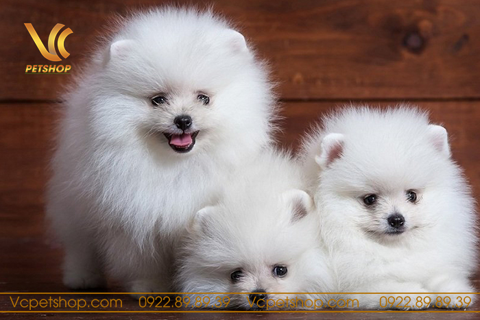 Cách Chăm Sóc Chó Phốc Sóc 2 Tháng Tuổi Gallery 2