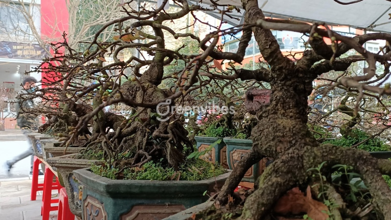Cách Tạo Gốc Mai To Gallery 2