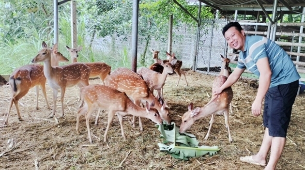 Mô hình nuôi hươu lấy nhung hiệu quả, sinh lời cao Gallery 2