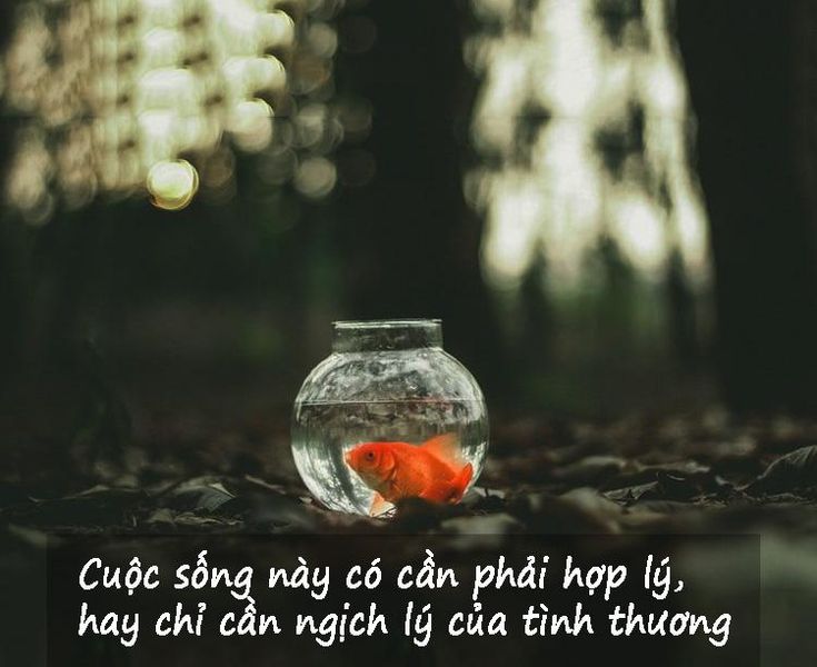 Ý Nghĩa Cuộc Sống Và Chân Lý Sống Gallery 2