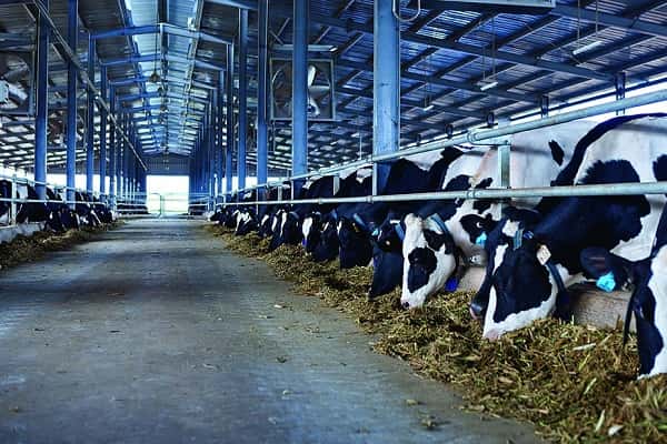 Chăn nuôi bò sữa ven thành phố lớn: Lý do phát triển mạnh