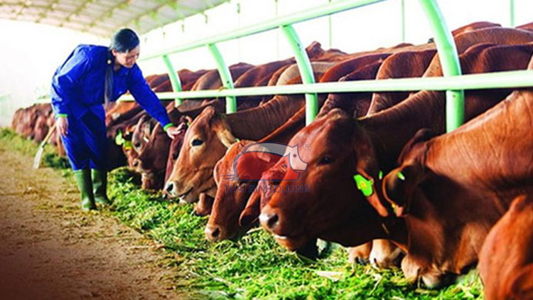 Chăn nuôi gia súc ăn cỏ nước ta hiện nay