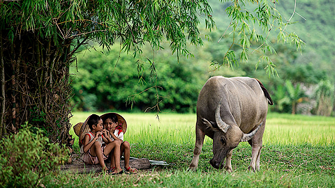 Chăn Trâu Cắt Cỏ